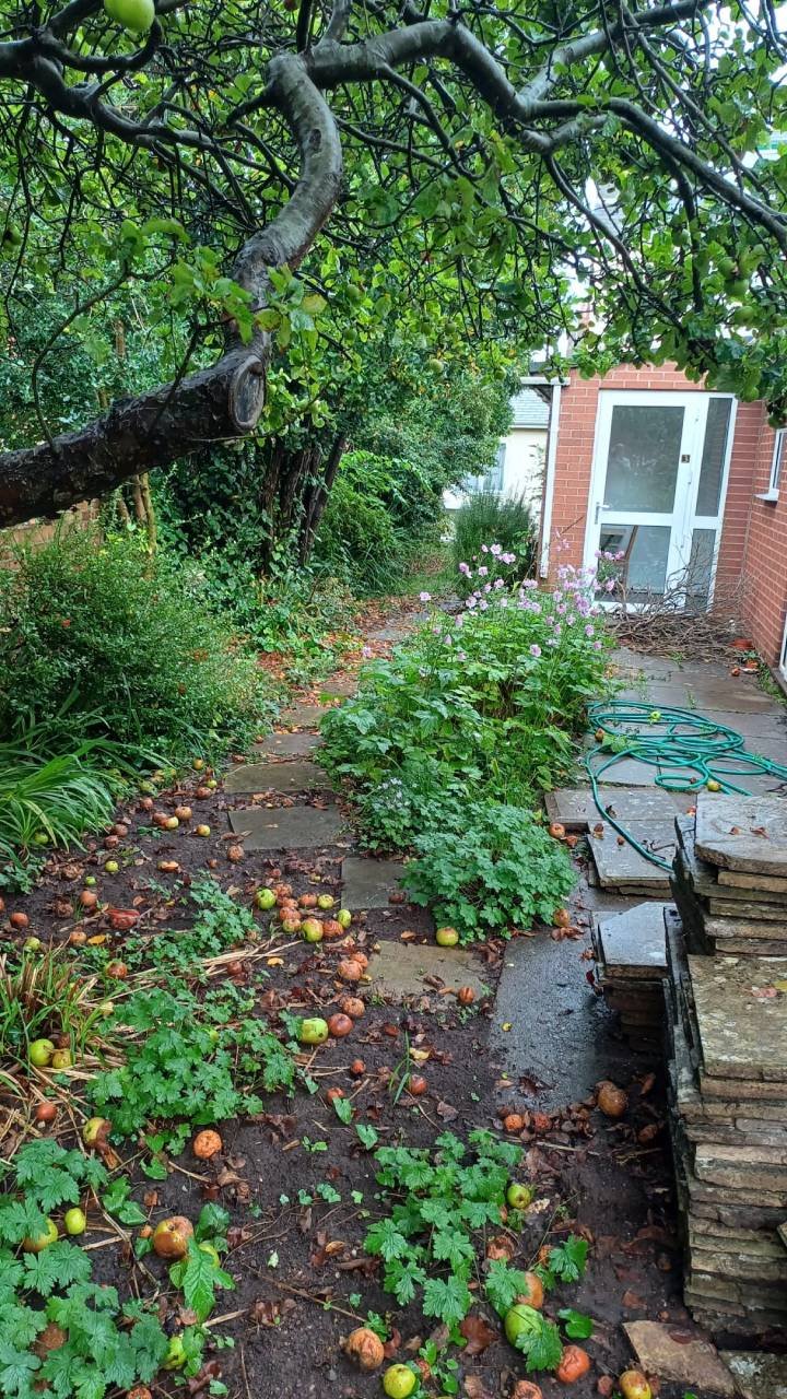 Before image of tired garden